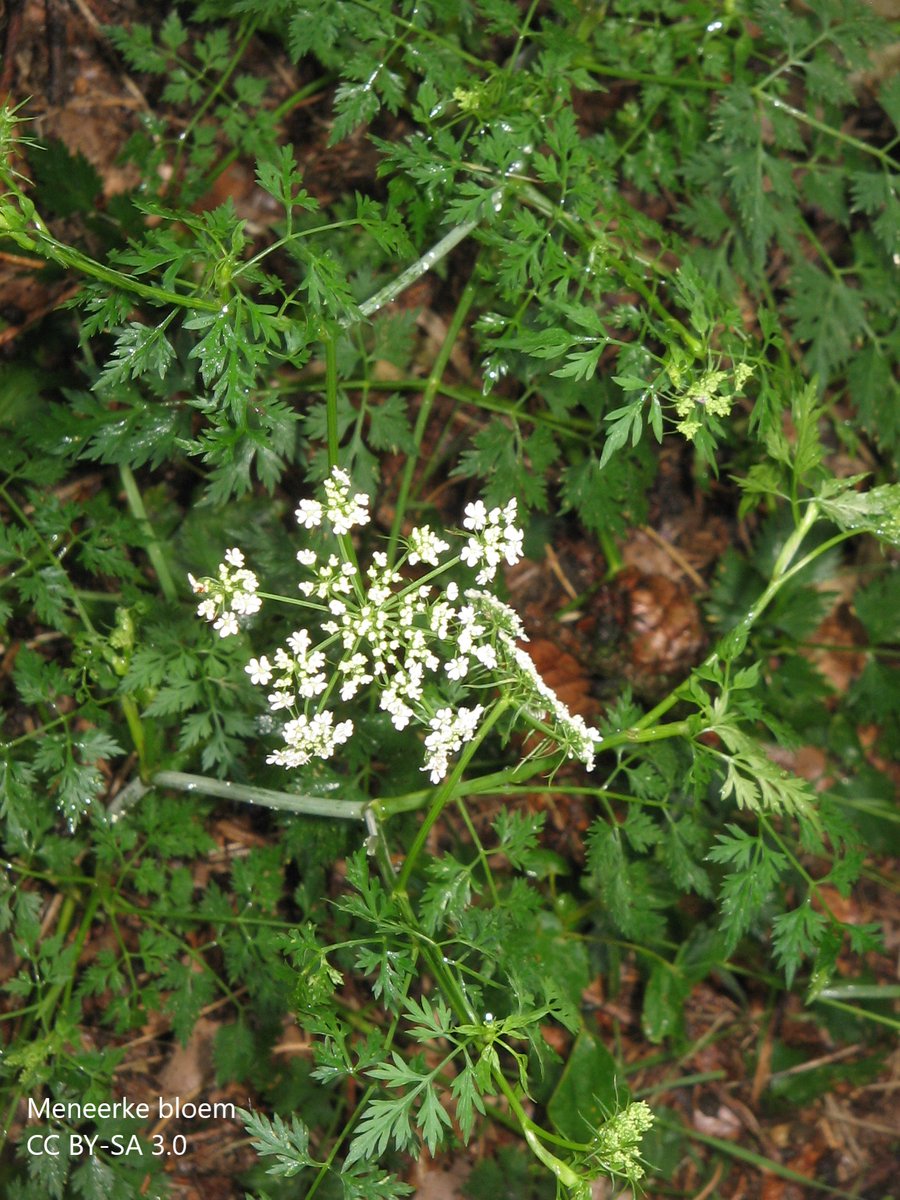 BUCBotany's tweet photo. Today's #Stace4 is the only species in its genus. Smells unpleasant when crushed. Dangling green bracteoles beneath the groups of little white flowers. No bracts. So, what is the name of the plant, and how do you tell a bract from a bracteole?? 1/2 https://t.co/8VPnjsyLXw