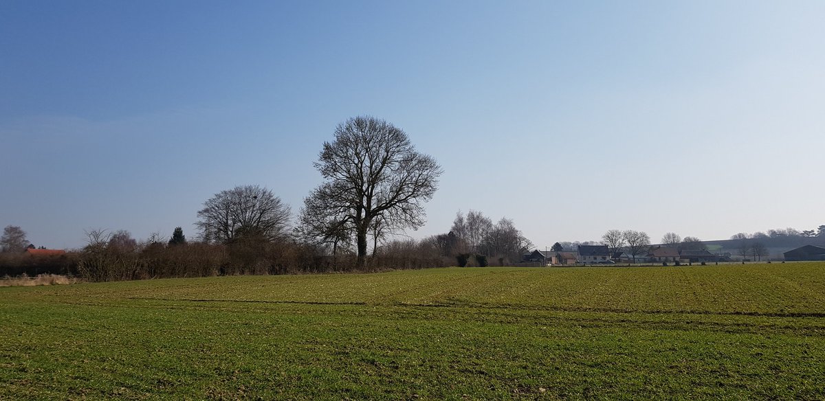 EkoLogIt's tweet image. Another #CoolTree 😍 This time a massive solitary Ash tree near Warloy-Baillon @PieterDeFrenne @ForNaLab @GuillaumeDecocq
@f_spicher @UMR_EDYSAN