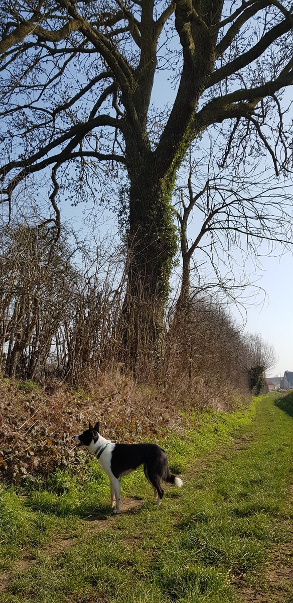 EkoLogIt's tweet image. Another #CoolTree 😍 This time a massive solitary Ash tree near Warloy-Baillon @PieterDeFrenne @ForNaLab @GuillaumeDecocq
@f_spicher @UMR_EDYSAN