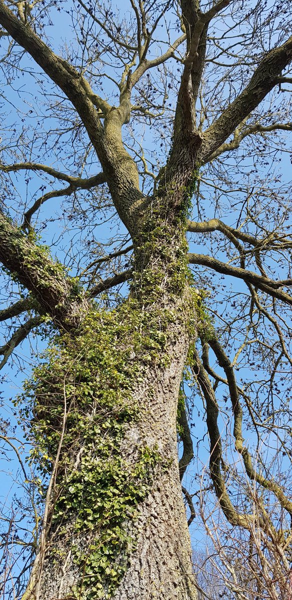 EkoLogIt's tweet image. Another #CoolTree 😍 This time a massive solitary Ash tree near Warloy-Baillon @PieterDeFrenne @ForNaLab @GuillaumeDecocq
@f_spicher @UMR_EDYSAN