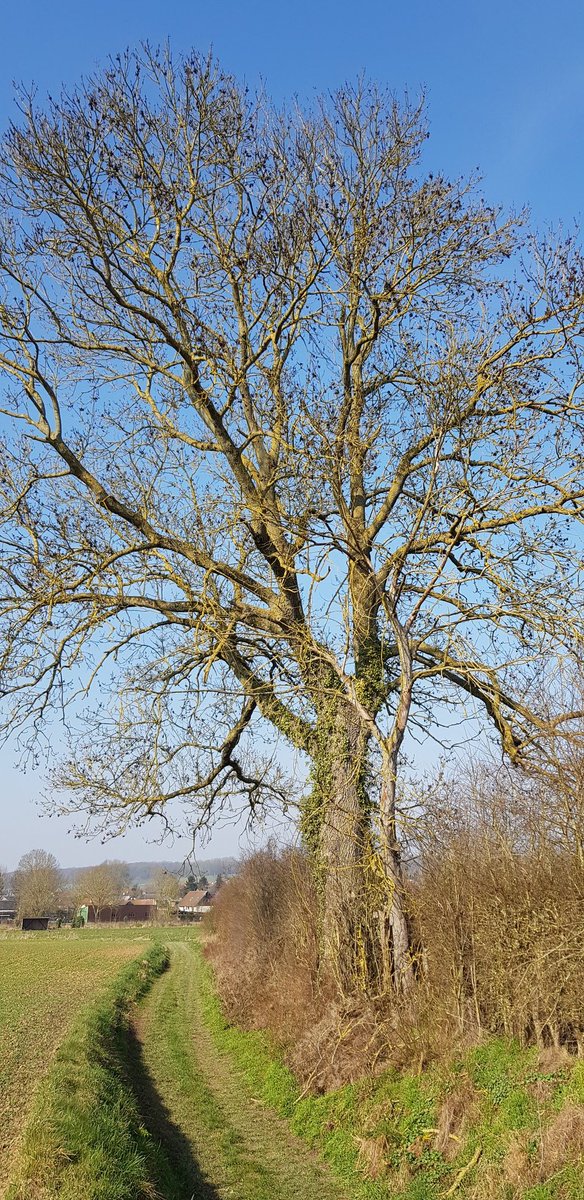 EkoLogIt's tweet image. Another #CoolTree 😍 This time a massive solitary Ash tree near Warloy-Baillon @PieterDeFrenne @ForNaLab @GuillaumeDecocq
@f_spicher @UMR_EDYSAN
