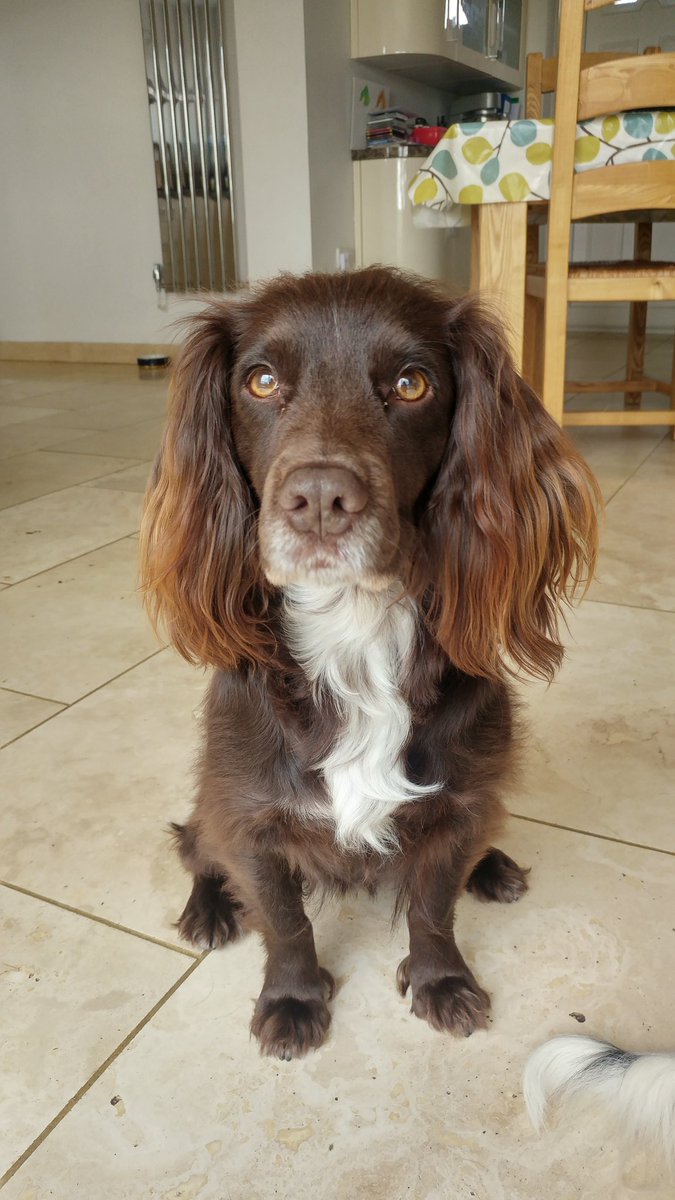 After a thorough brush 😍 (insta made the photos blurry!)