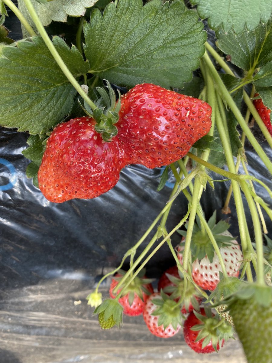 _runnnnn's tweet photo. 今日今年2回目の いちご狩り🍓
栃木に行ってきた(っ ॑꒳ ॑c)
とちおとめ🍓

双子のイチゴがあったw
甘かったよ！！

 #RunDays
 #日常垢さんと繋がりたい 
 #日常垢
 #日常
 #つぶやき https://t.co/DkzjisfpXM
