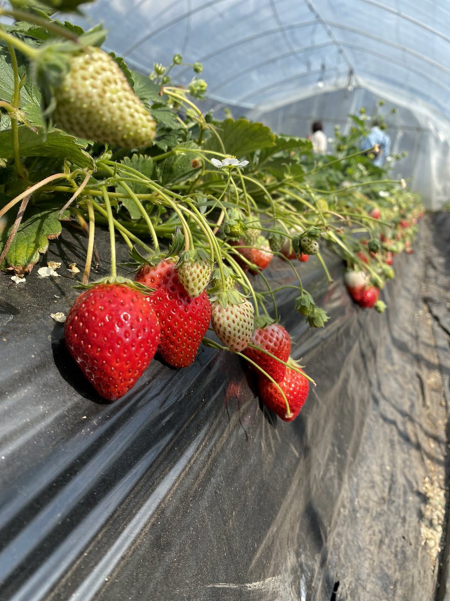 _runnnnn's tweet photo. 今日今年2回目の いちご狩り🍓
栃木に行ってきた(っ ॑꒳ ॑c)
とちおとめ🍓

双子のイチゴがあったw
甘かったよ！！

 #RunDays
 #日常垢さんと繋がりたい 
 #日常垢
 #日常
 #つぶやき https://t.co/DkzjisfpXM