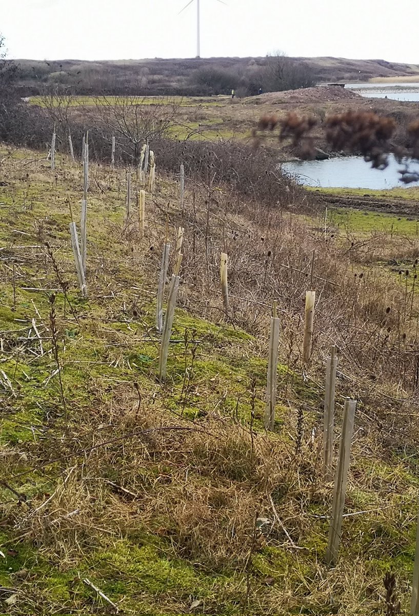 The Seaforth birders volunteer team got stuck in today, planting over 70+ mixed woodland /hedge trees kindly granted by the @WoodlandTrust #ClimateCrisis #StandUpforTrees
More trees to be planted next week  @Lancsbirder7 @DennKelly @Malcolmroach12 @ Seaforth NR @Lancswildlife