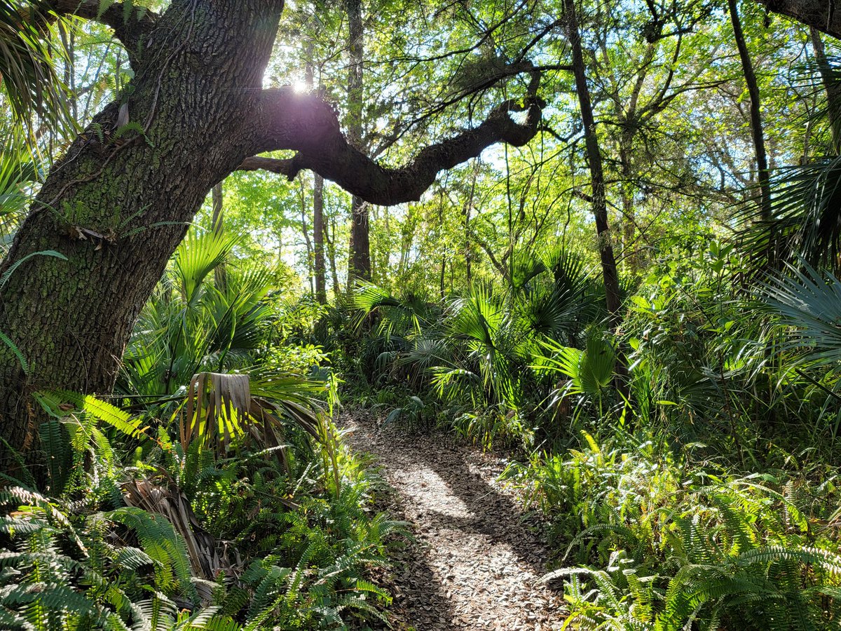 SpaceCoastSkies's tweet photo. Get back to nature, your soul will thank you,,, plus it's beautiful out there #blessed #naturewalk #GetOutdoors #lookup #spacecoastskies #lovefl #Photohour #walking #MINWR @VisitTitusville https://t.co/aEoll8hAxp