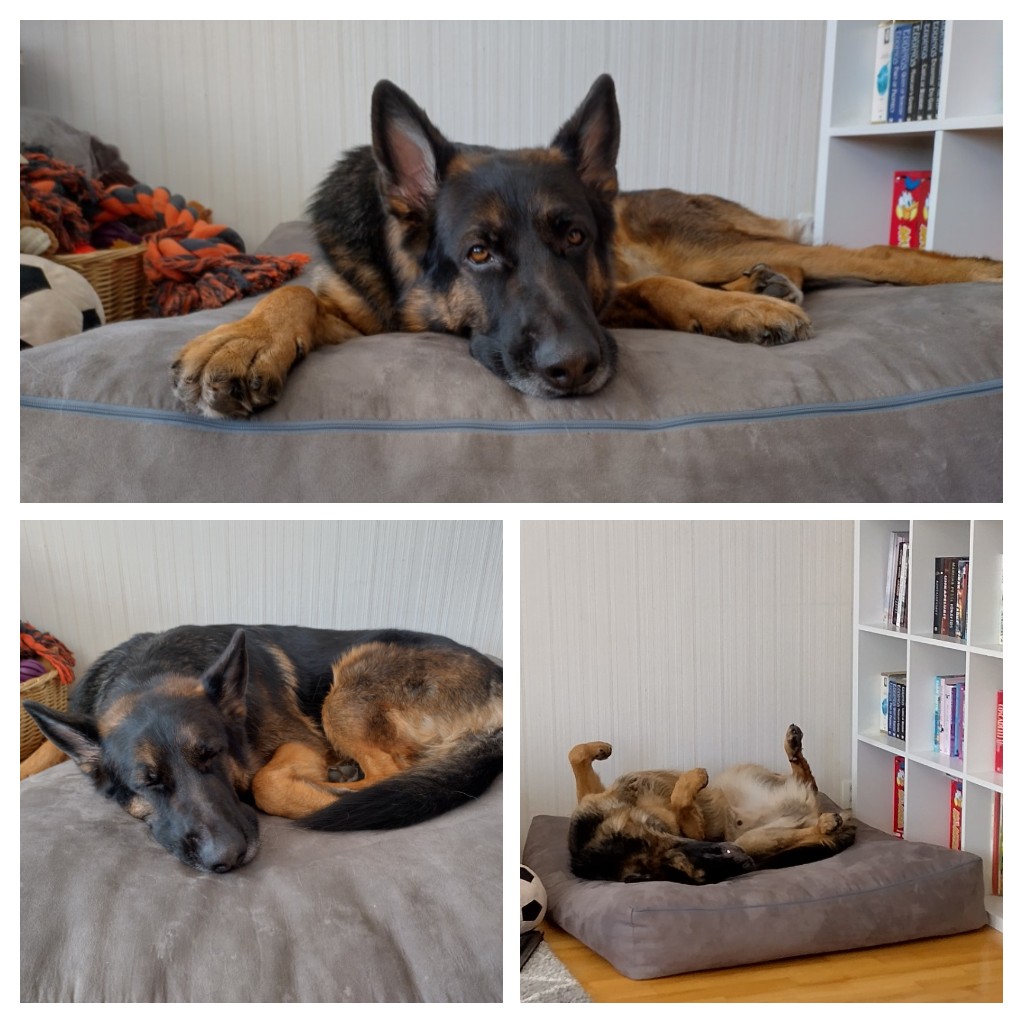 Mie78's tweet photo. Möhkö is soooo lovable... 🥰❤️
#sistersdoggo #gsd #saksanpaimenkoira #relaxedweekend https://t.co/jJ0xUb4O58