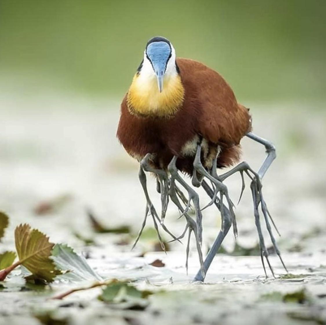 When danger nears, a Jacana bird dad carries his chicks under his wings, with only their dangling legs still visible.

The result is certainly... something.