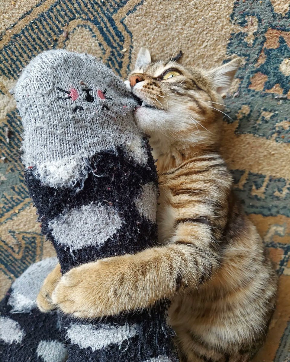 kirikkabuk's tweet photo. bırak bu ayakları Garin😻 https://t.co/xykCuacBMd