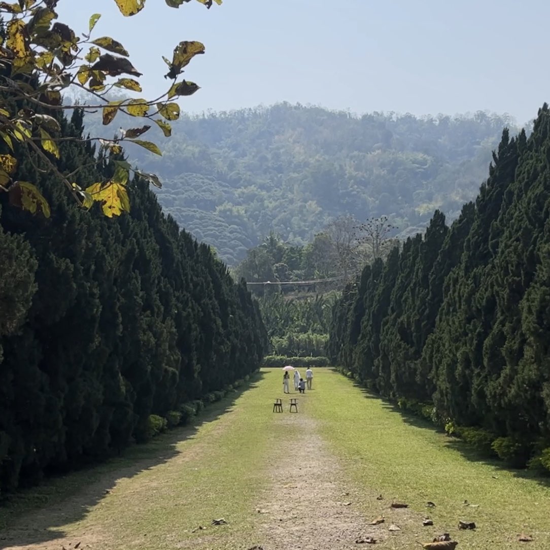 nsnromeo's tweet photo. ใครไปเชียงใหม่หาที่ถ่ายรูปธรรมชาติสวยๆ เราแนะนำให้ลองแวะไป cypress lanes น้า🌲✨ อยู่ตรงหางดง ต้องขับรถขึ้นไป เป็นแนวทิวสนยาวเส้นนึง สวยมาก มีค่าเข้า 20.- ต่อคน มีร้านกาแฟ slow bar เล็กๆอยู่ แนะนำให้ไปช่วงบ่ายแก่หน่อย สัก 3 โมงไป แสงจะได้ไม่แข็ง #รีวิวเชียงใหม่ https://t.co/FsprLzNYWk