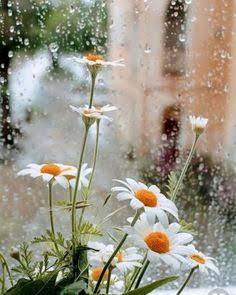 Savaşlar, hastalıklar , göçler, acılar sürerken doğa kendi sonsuz akışında baharı selamlıyor.🌼🌸🌦