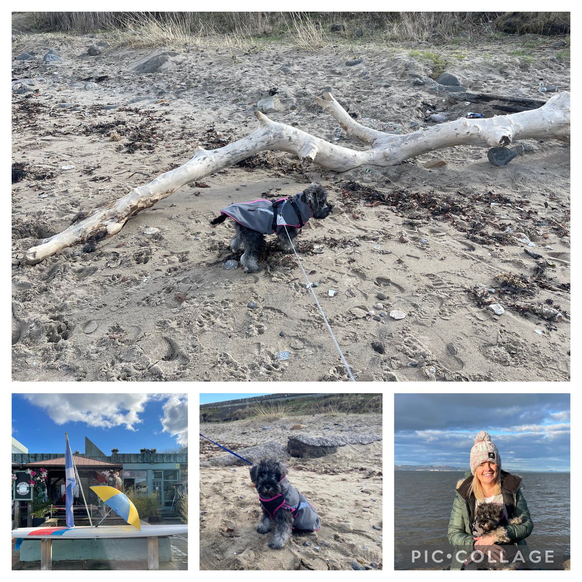 LindaConway07's tweet photo. Poppyβs first time at the beach yesterday and she loved it. There were just so many sticks for a puppy to chose from π #miniatureschnauzersoftwitter #silverknowes #edinburgh #beachlife #sticks #spoiltforchoice https://t.co/JjgaNFtFIG