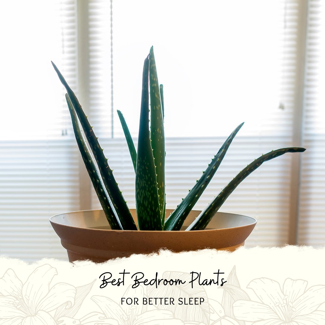 HouseplantJoy's tweet photo. Aloe Vera is also known to be a plant that helps with sleep quality. 💆🌱 They grow in low to bright light. ☀️ 

#houseplant #interiorplant #plantdecor #plantfeed https://t.co/61PWWTLApn