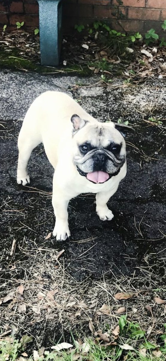 phoward1983's tweet photo. One of the hardest weeks ever.our boy Jackson made his way up to the rainbow bridge🌈🐾🐶 we had an amazing 12 years with him. He’s going to be missed so much 😢 https://t.co/CjLSwyCfbD