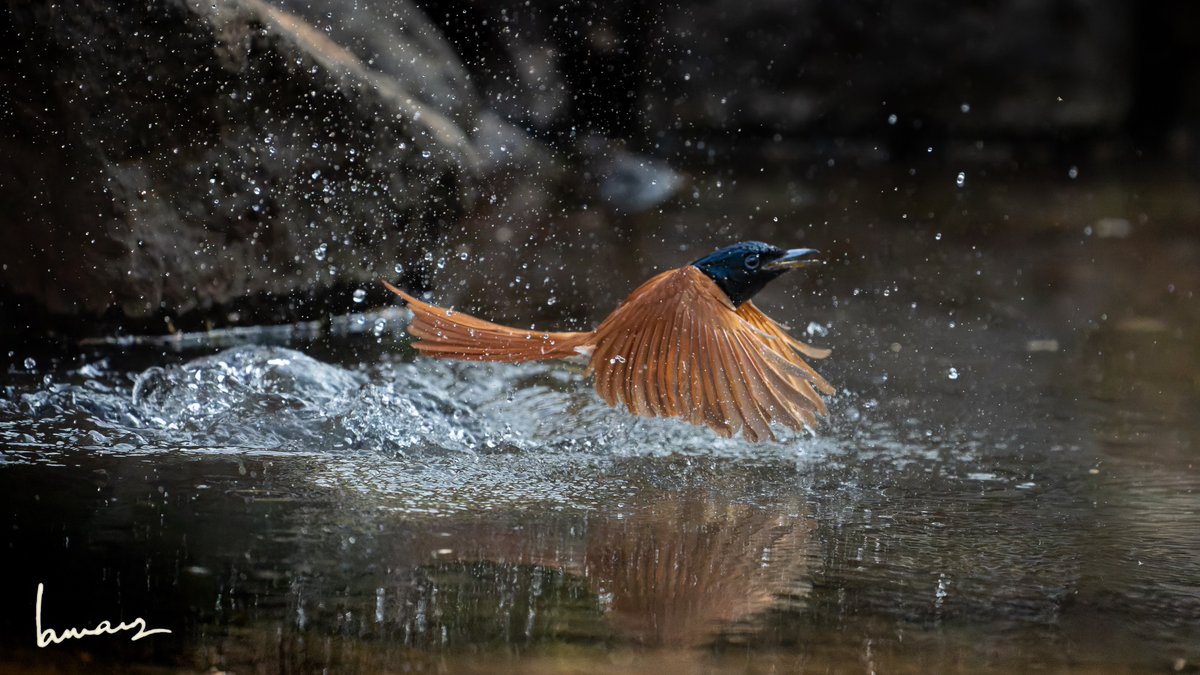 MotleyFuru's tweet photo. RT @rambodoc: If you like this image of the Asian paradise flycatcher taking a bath at sundown, go through this #Thread.
Karnala, Maharashtra. 
#IndiAves #SonyAlpha #SonyA1 #ThePhotoHour #BirdTwitter #TwitterNatureCommunity #BBCWildlifePOTD #IOTD #birdph… https://t.co/2zy59sgHcT