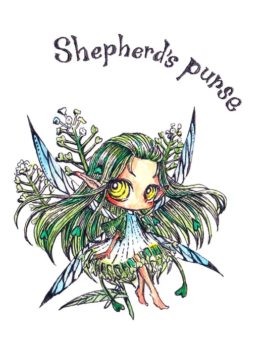 ペンペン草 