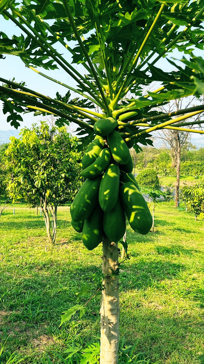 Zatawat's tweet photo. It is Harvest time at Harvest Farm 🥭

#harvest #HarvestFarm #มะยงชิด #plantation https://t.co/vA5xVZWYbA