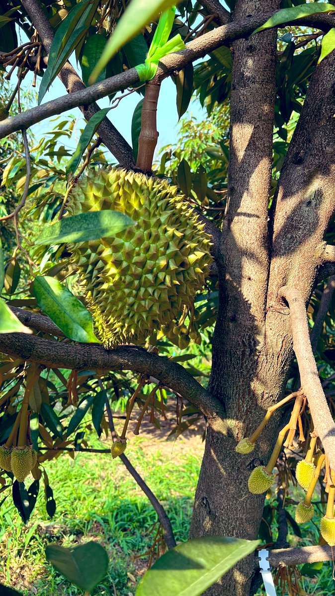 Zatawat's tweet photo. It is Harvest time at Harvest Farm 🥭

#harvest #HarvestFarm #มะยงชิด #plantation https://t.co/vA5xVZWYbA