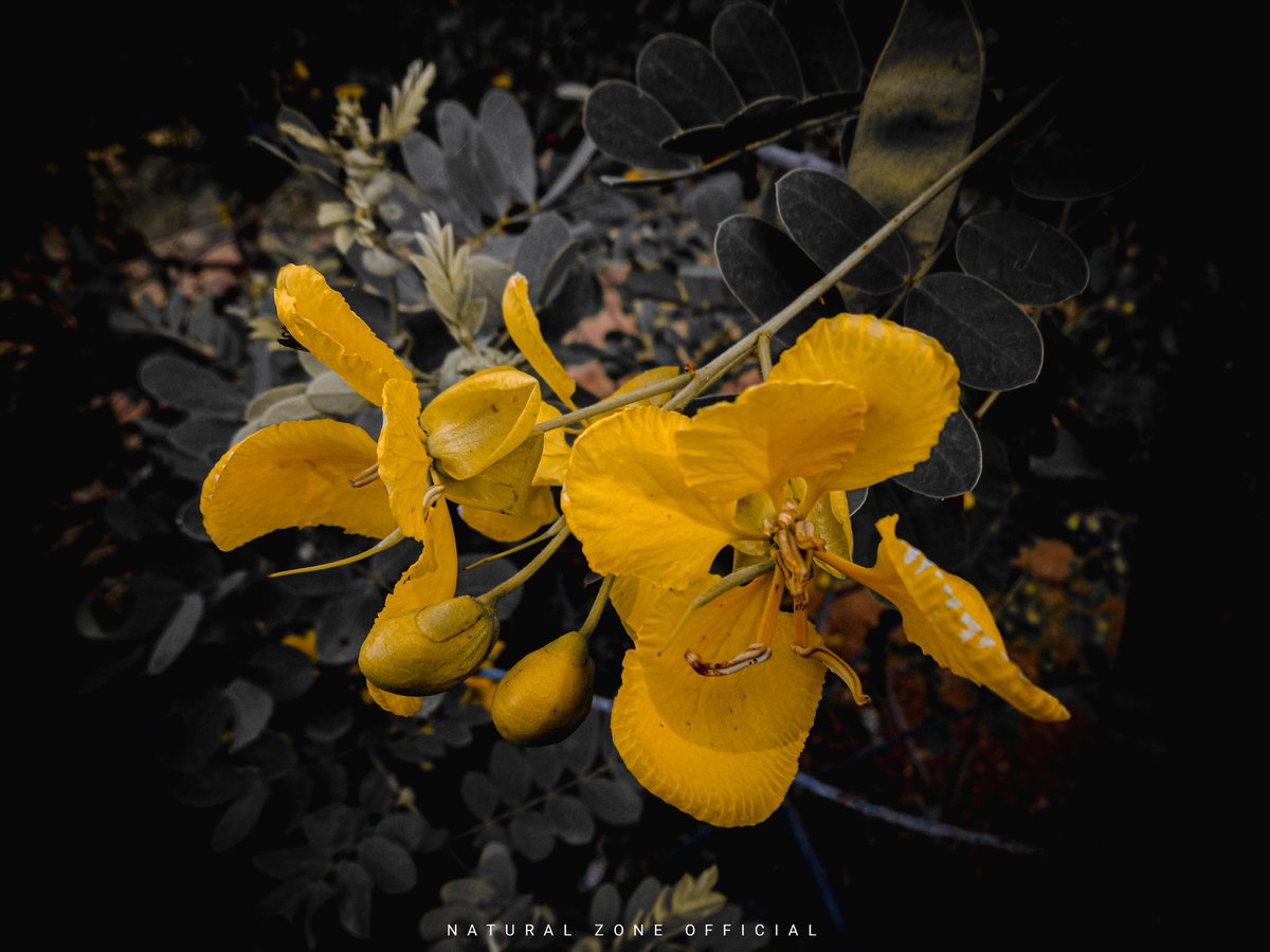 “Life is the flower for which love is the honey.” #nature #NaturePhotography #Flowers 
#flowerphotography #naturalzoneofficial