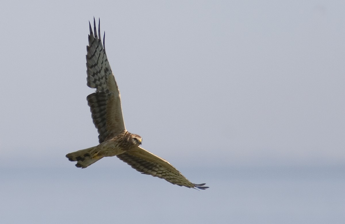 De grauwe kiekendief was bijna uitgestorven als broedvogel in ons land. Hoe is het tij gekeerd? Ben Koks en Elvira Werkman vertellen het 9 maart in Het Stroomhuis Neerijnen. (foto: Saxifraga, Mark Zekhuis)
tinyurl.com/42uvewxx