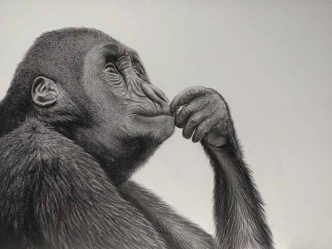 色鉛筆イラスト Gorilla Www Gigascope Net 色鉛筆イラスト Gorilla Www Gigascope Net