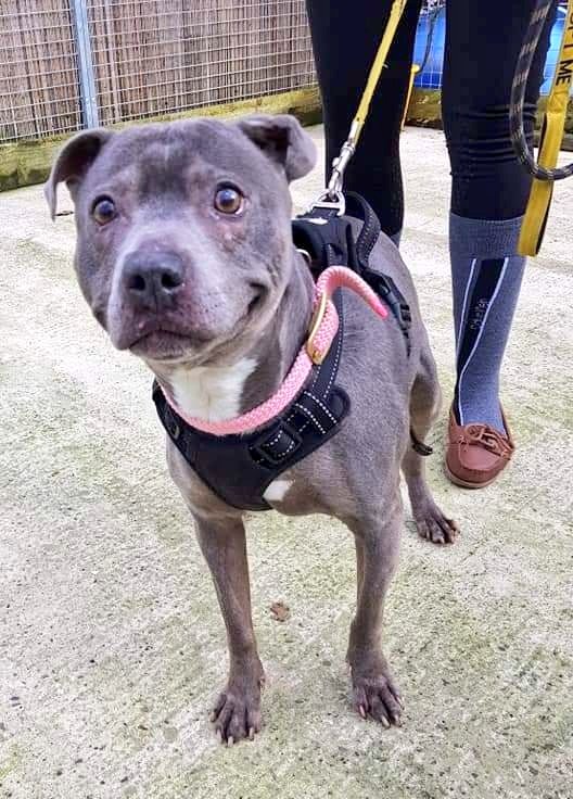 SeniorStaffy's tweet photo. Good morning Staffy Lovers,  can we please have a big push for our lovely lass Narla today 🙏 Not a single application has been made for her and we don't understand why 🤔 Work your magic please! 
Read all about her at https://t.co/Nf1cUzls0u #seniorstaffy #TeamZay #adoptme ❤❤ https://t.co/bBDqM5xpAK