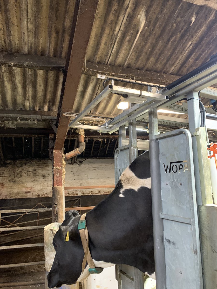 Hoofman2's tweet photo. Trialing my own designed EID reader on my trimming chute this week. Faster, reliable and accurate recorded cow identification #All4feet https://t.co/VYT7T1ei31