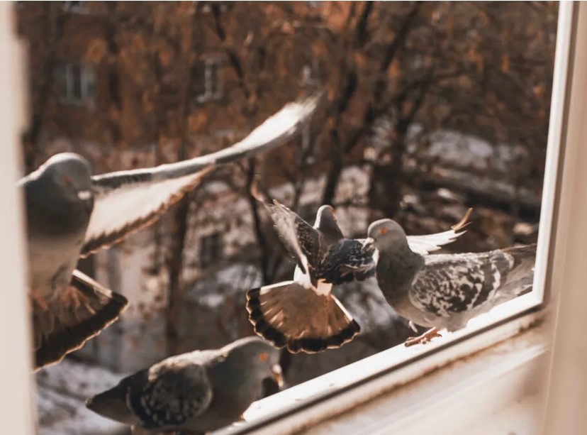 TheSYLEPress's tweet photo. ‘Where do you live?’
‘A place with carpets in the lobby and a goddam elevator.’
‘Give it up,’ Hibson told him. ‘Rent a couple of rooms up under the roof. Play the accordion. Put grain on the window ledges for the pigeons.’
https://t.co/6XWbKjzjCe
#JohnChristopher #SamYoud https://t.co/FGXCPP4q3m