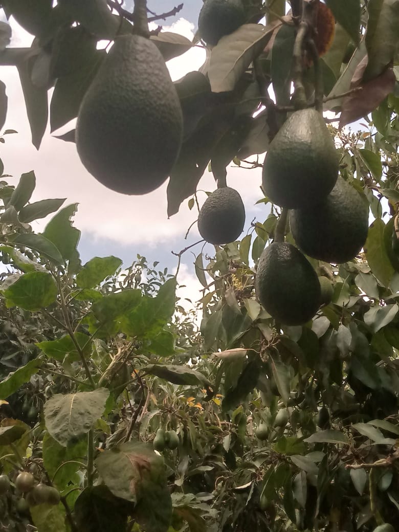 4Family's tweet photo. As Kenyan authorities open the season for the exports of Fuerte avocados, we are announcing that we have them in plenty and export quality.

Both Ex Works, FOB and CIF quotes available. https://t.co/lM4pTarUMV