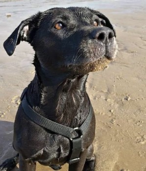 #LOST #DOG  MISSY
#elderly Female #StaffordshirBullTerrier Cross 
#Missing from #FoxleyWood #Norfolk #NR20 on Saturday, 5th March 2022  #LostDog  #ScanMe  doglost.co.uk/dog-blog.php?d… <a href="/VetsGetScanning/">MakeChipsCount to Reunite Pets</a> <a href="/SAMPAuk_/">Stolen&Missing Pets</a> <a href="/derehamtimes/">Dereham Times</a> <a href="/SeniorStaffy/">Senior Staffy Club Dog Rescue</a> <a href="/Staffie_Lovers/">🐶🐾#DontBullyMyBreed🐾🐶</a> <a href="/thejut49/">Justine Brookes</a> @Truffle_lakes