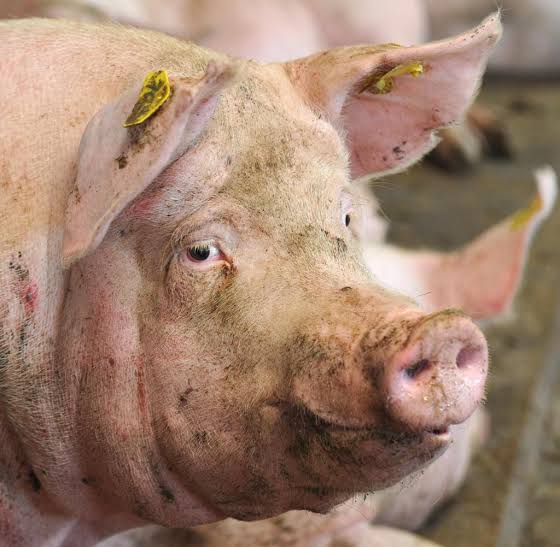 ландрас (порода свиней). слепая свинья. вьетнамская вислобрюхая свинья. вьетнамские вислобрюхие свиньи вес. эстонская беконная порода.