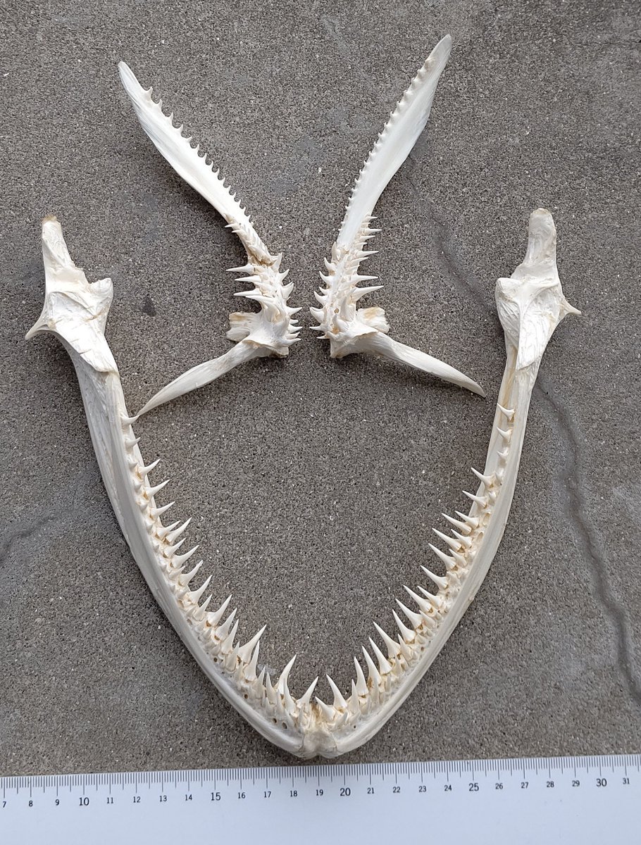 Tweets With Replies By Turbjoke Turbjoke Twitter