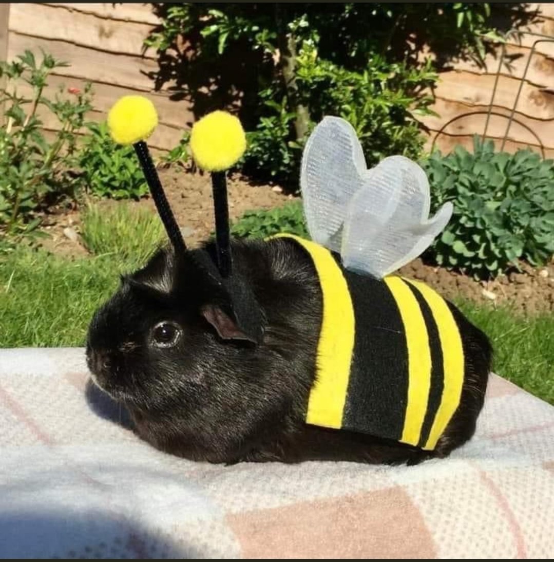 the_nebby's tweet photo. @lamiTWO n also heres a cute pic of a bunny in a bee costume https://t.co/8gUdWera1R