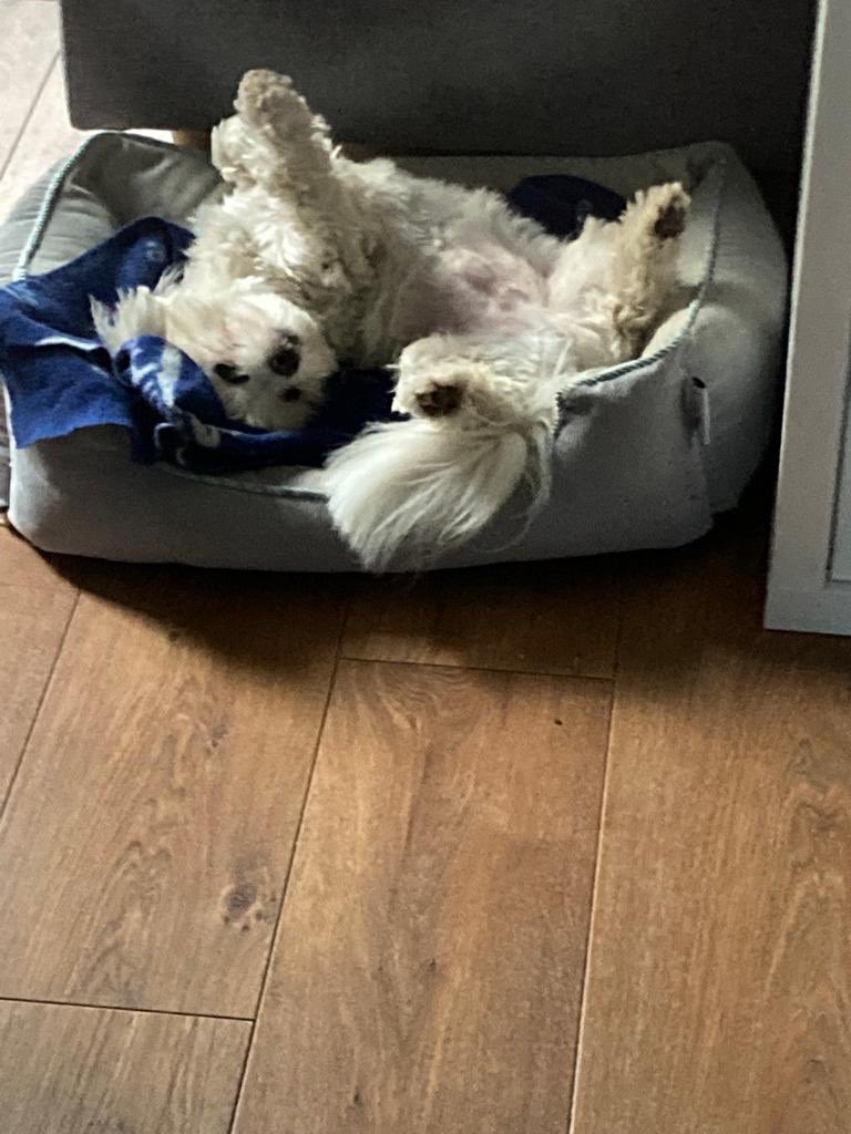 WigsWobbles's tweet photo. Good Morning - Báinín needs a tummy rub @BrodHiggins https://t.co/B6zdvo6iwi