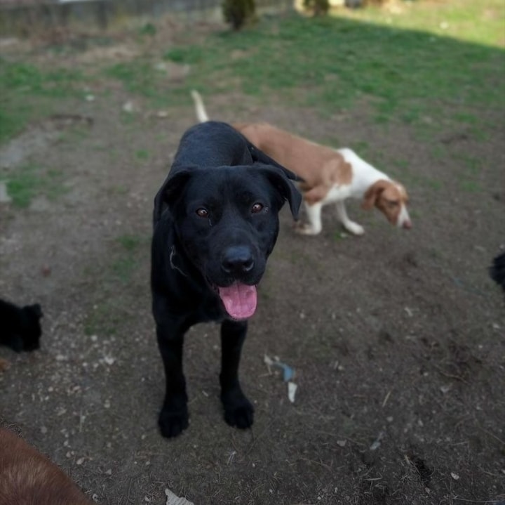 ShelterAmos's tweet photo. Cosmos is up for adoption 🌌
A very loving boy that just wants to cuddle and be next to you all day long. 
He has grown up in a family but one day they decided to throw him on the streets.
For more information please send us a message.

#amosshelter #AMOS #DogsofTwittter #adoptme https://t.co/ex9G6ziKAO