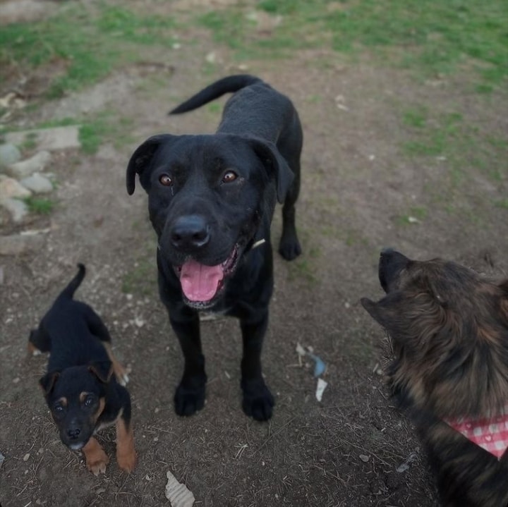 ShelterAmos's tweet photo. Cosmos is up for adoption 🌌
A very loving boy that just wants to cuddle and be next to you all day long. 
He has grown up in a family but one day they decided to throw him on the streets.
For more information please send us a message.

#amosshelter #AMOS #DogsofTwittter #adoptme https://t.co/ex9G6ziKAO