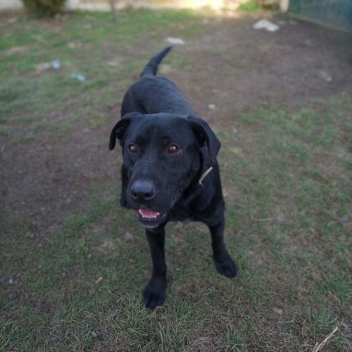 ShelterAmos's tweet photo. Cosmos is up for adoption 🌌
A very loving boy that just wants to cuddle and be next to you all day long. 
He has grown up in a family but one day they decided to throw him on the streets.
For more information please send us a message.

#amosshelter #AMOS #DogsofTwittter #adoptme https://t.co/ex9G6ziKAO