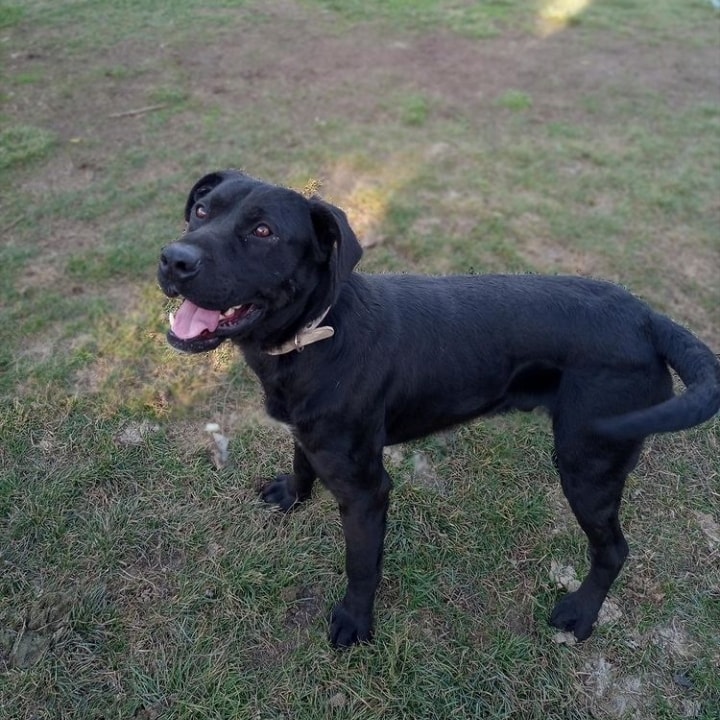 ShelterAmos's tweet photo. Cosmos is up for adoption 🌌
A very loving boy that just wants to cuddle and be next to you all day long. 
He has grown up in a family but one day they decided to throw him on the streets.
For more information please send us a message.

#amosshelter #AMOS #DogsofTwittter #adoptme https://t.co/ex9G6ziKAO