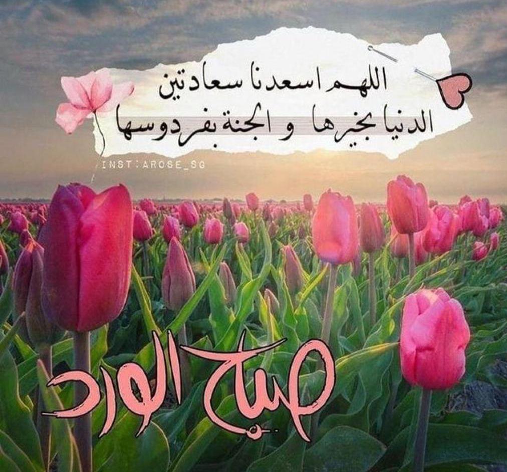 fd679's tweet photo. صباح الورد ⚘⚘⚘⚘ https://t.co/cP5CWSvKcL