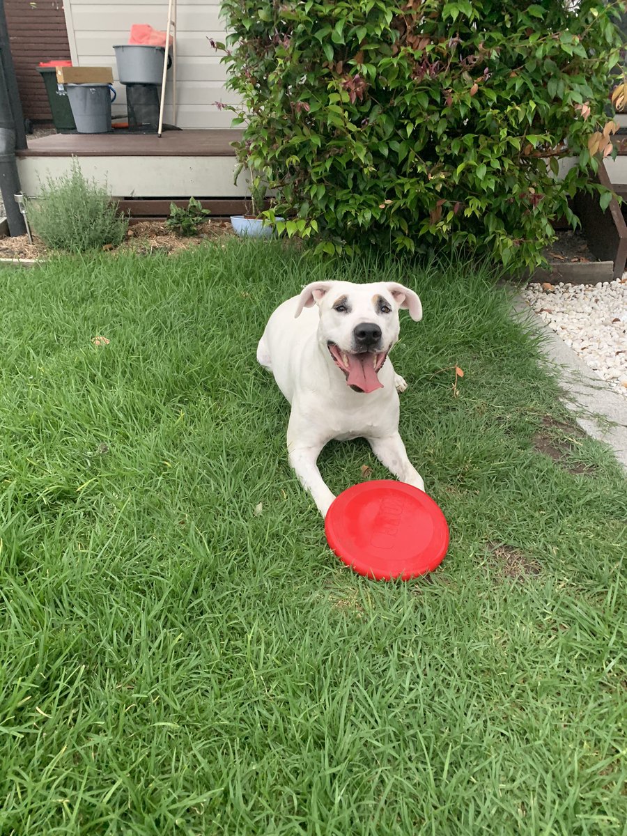 DaisyDog tweet media