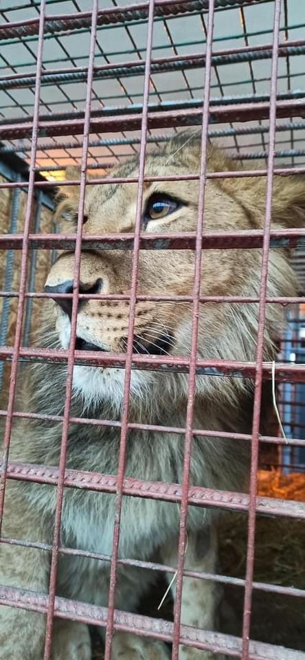 goRubenRuben's tweet photo. Lions Tigers Ukraine Kyiv Zoo moved successfully and on way to Poznan Poland 🇵🇱 #Ukraine #CatsofTwittter #ukraineZoo https://t.co/Ngt6oWWocL