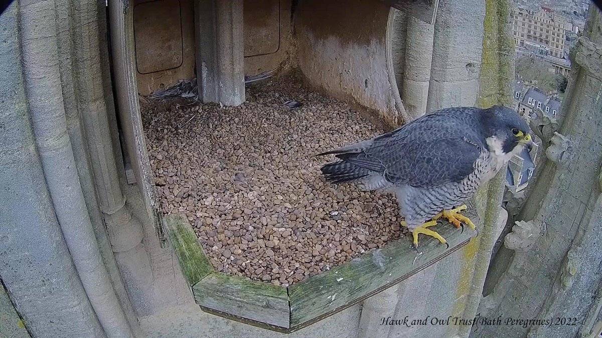 BathPeregrines's tweet photo. The falcon is beginning to make increasingly frequent visits and is spending more time in the box, apparently taking stock of her surroundings. @Hawkandowluk https://t.co/Sh5GHiSEwL