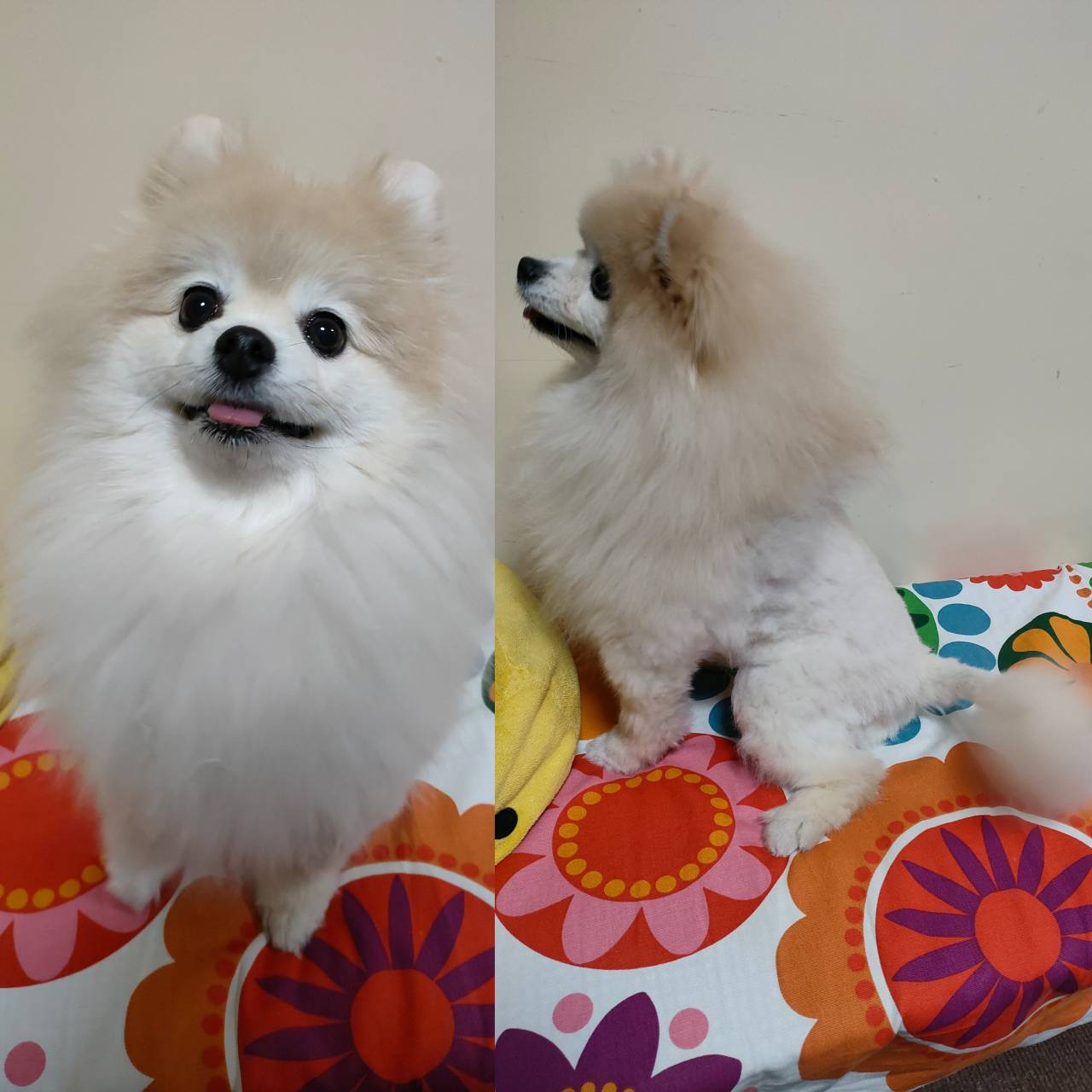 庭ぽめぢ ライオンカットでスッキリ ポメラニアン 大人の男性 8歳 ライオンカット T Co Lfarroxugm Twitter