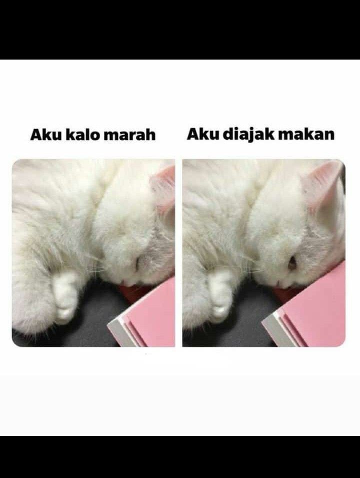 latiefahnfauzi's tweet photo. @kochengfess https://t.co/MKxUazD5Rf
