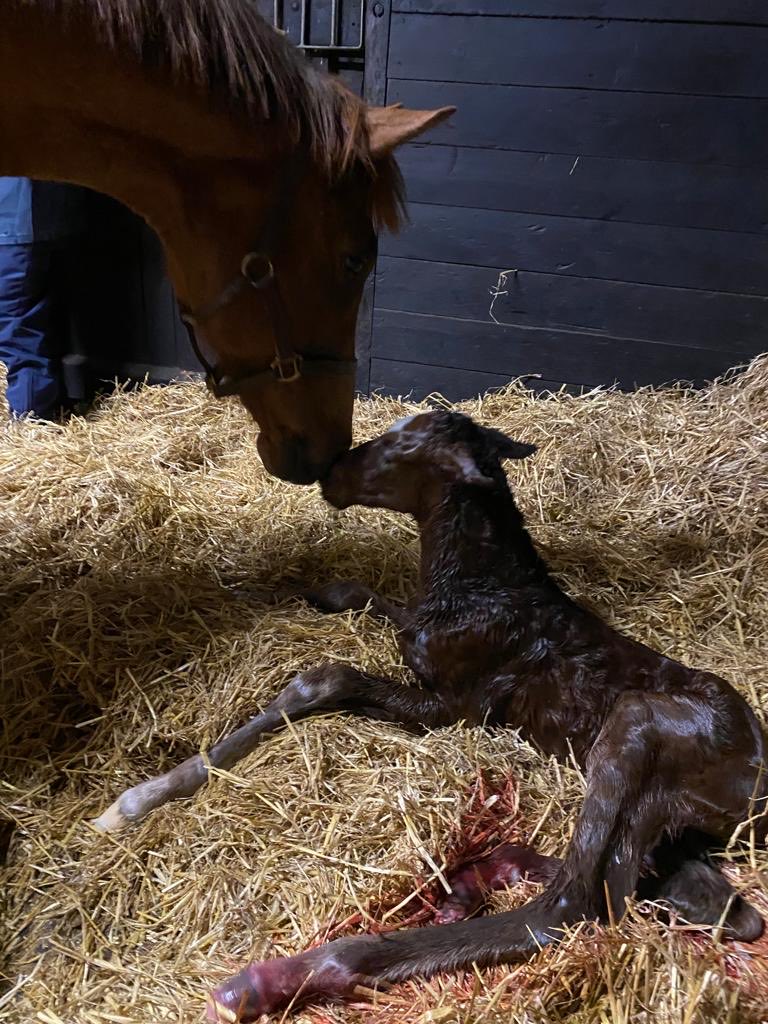 New foal for Mina Velour and the love is strong #foals #oasisdream