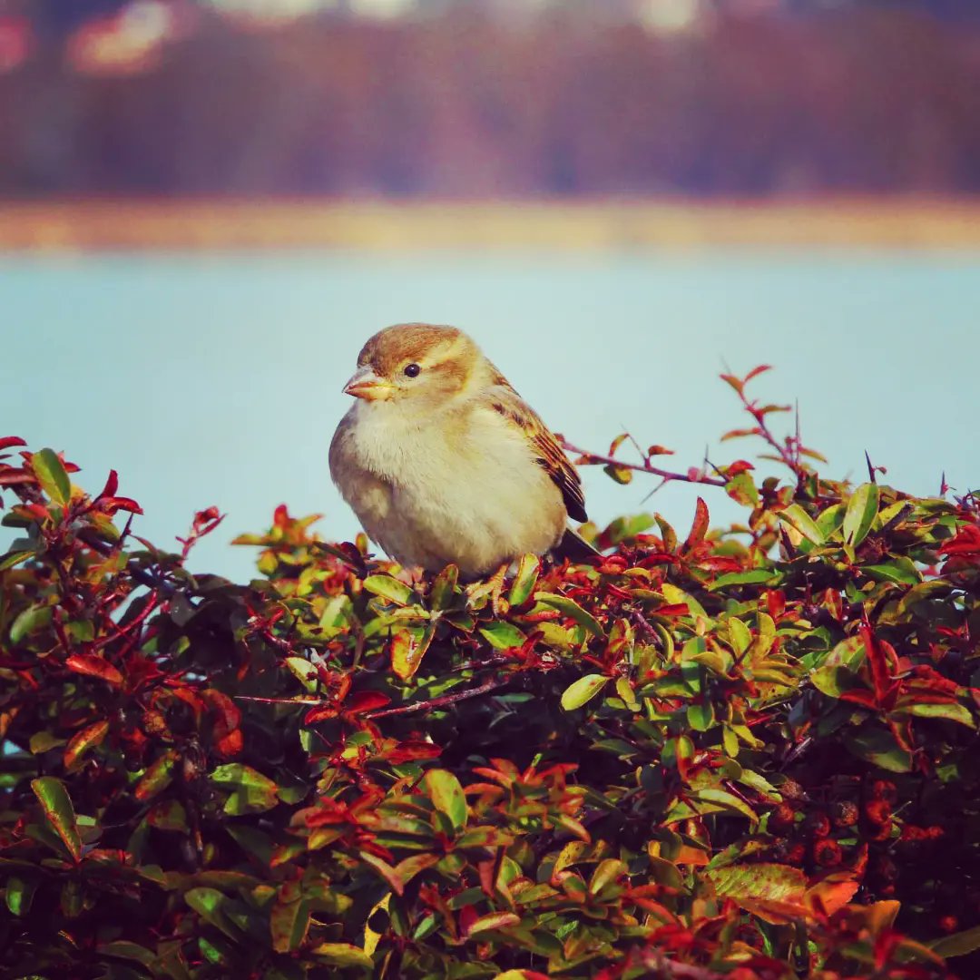 maczoli78's tweet photo. #birds https://t.co/Zi9z5qV1Q9