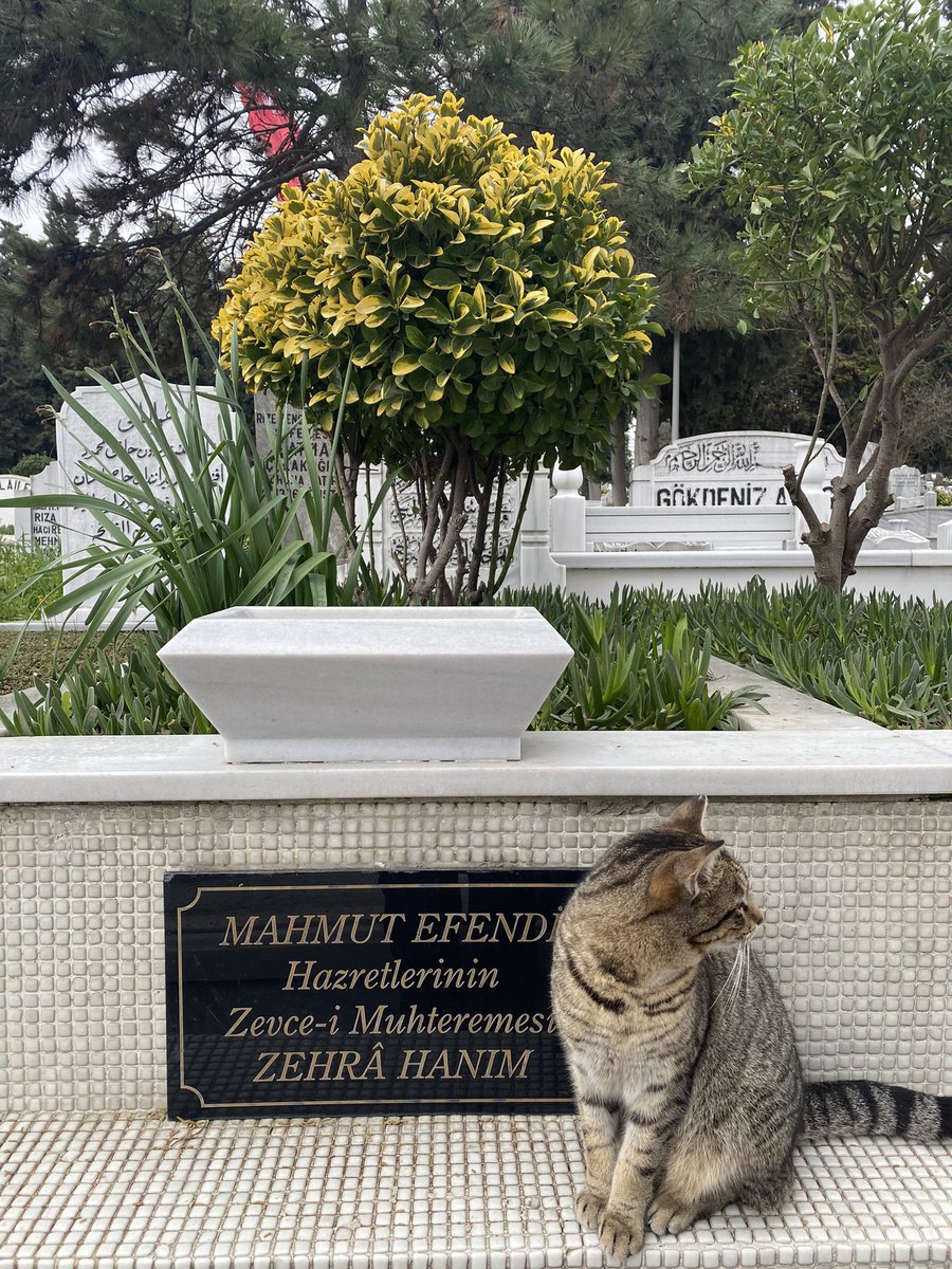 zk_zeynepp's tweet photo. Kıymetlimin kıymetlisi 🌹 https://t.co/0loQ05wiDX