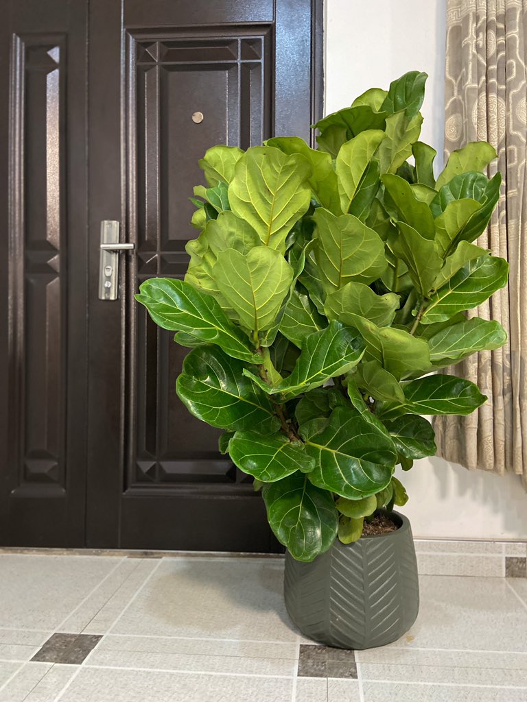 monsteragreen_'s tweet photo. Happy Independence Day Ghana.

This is what freedom feels like.

#houseplants #gardening https://t.co/chMmTiqhK5