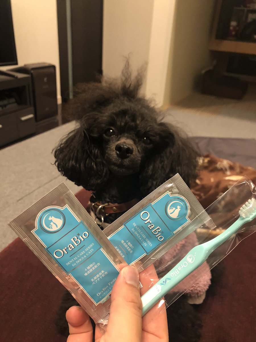 Ron_Porun's tweet photo. #オーラバイオ　の新しい歯磨き粉🤩口の嫌なヌメヌメが無くなってスッキリ🐶🐶
継続して使ってみようと思います😆👌
まだ「Makuake」でしか購入できないみたいですがオススメです☺️

@orabio_pet
#犬用歯磨き粉 https://t.co/dSDVjvMRWJ