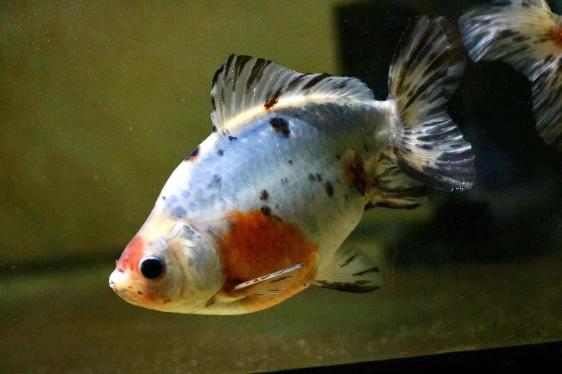 ほりいとと 金魚 江戸地金 今は90cm水槽で育成中 スポンジフィルターのみのベアタンク みんな柄や風格が違ってすごく良い 暖かくなったら外のプラ舟へ移動して仔引きを狙う予定です 金魚生活の愛魚自慢 江戸地金 金魚 Goldfish T Co